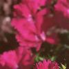Dianthus 'Telstar Purple', flowers