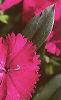 Dianthus 'Telstar Purple', flowers