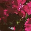 Dianthus 'Telstar Purple', flowers
