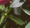 Dianthus 'Telstar Purple', flowers