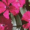 Dianthus 'Telstar Purple', flowers