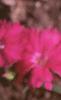 Dianthus 'Telstar Purple', flowers