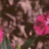Dianthus 'Telstar Purple', flowers