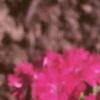 Dianthus 'Telstar Purple', flowers