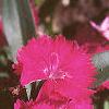 Dianthus 'Telstar Purple', flowers