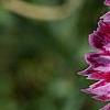 Dianthus 'Unique', flowers