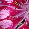Dianthus 'Unique', flowers