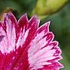 Dianthus 'Unique', flowers