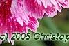 Dianthus 'Unique', flowers