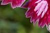 Dianthus 'Unique', flowers