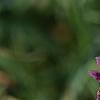 Dianthus 'Unique', flowers