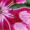Dianthus 'Unique', flowers