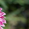 Dianthus 'Unique', flowers