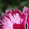Dianthus 'Unique', flowers
