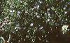 Gypsophilia elegans 'Gypsy', habit