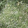 Gypsophilia elegans 'Gypsy', habit