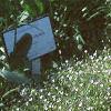 Gypsophilia elegans 'Gypsy', habit