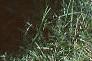 Gypsophilia elegans 'Gypsy', habit