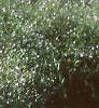 Gypsophilia elegans 'Gypsy', habit