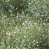 Gypsophilia elegans 'Gypsy', habit