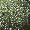 Gypsophilia elegans 'Gypsy', habit