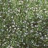 Gypsophilia elegans 'Gypsy', habit