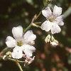 Gypsophilia repens, flowers