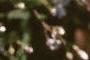 Gypsophilia repens, flowers