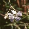 Gypsophilia repens, flowers