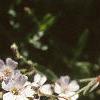 Gypsophilia repens, flowers