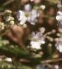 Gypsophilia repens, flowers