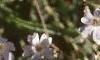 Gypsophilia repens, flowers