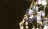 Gypsophilia repens, flowers