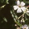 Gypsophilia repens, flowers
