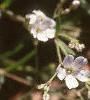 Gypsophilia repens, flowers