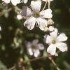 Gypsophilia repens, flowers