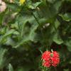 Silene chalcedonica, habit