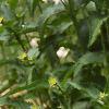 Silene chalcedonica, habit