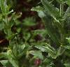 Silene chalcedonica, habit