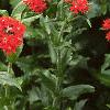 Silene chalcedonica, habit