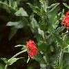 Silene chalcedonica, habit
