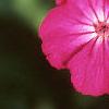 Silene coronaria, flowers