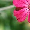 Silene coronaria, flowers