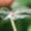 Silene coronaria, flowers