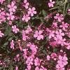 Saponaria ocymoides, habit