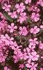 Saponaria ocymoides, habit