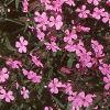 Saponaria ocymoides, habit