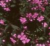 Saponaria ocymoides, habit