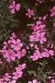 Saponaria ocymoides, habit