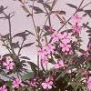 Saponaria ocymoides, habit